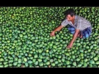 RAJSHAHI MANGO GARDEN