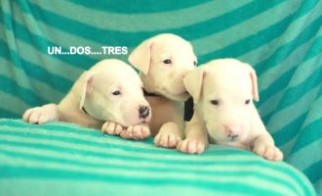 Dogo Argentino DOG Argentine Mastif Pups Sam s Kennel