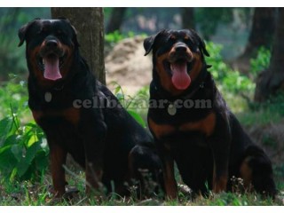 Pure Breed Rottweiler Puppise for sale SAMS Kennel