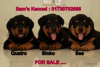 Show Quality Rottweiler Puppies for Sale Only 1 LEFT