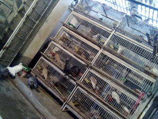 Best fancy and flying pigeon cages for you