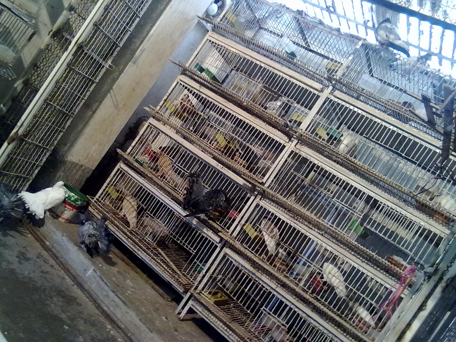 Best fancy and flying pigeon cages for you large image 0