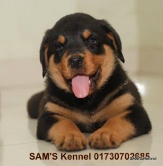 Rottweiler Puppies for Sale only 1 left