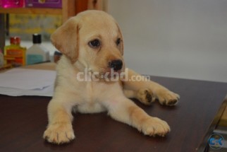 Labrador puppy male and female