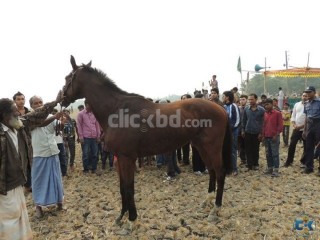 horse thorough breed