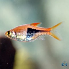 Harlequin Rasbora female Fighter Fish for sell