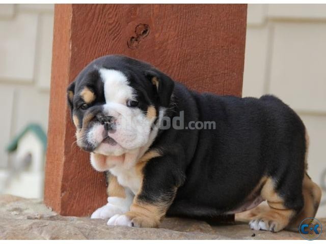 Cute and Lovely English Bulldog Puppies large image 0