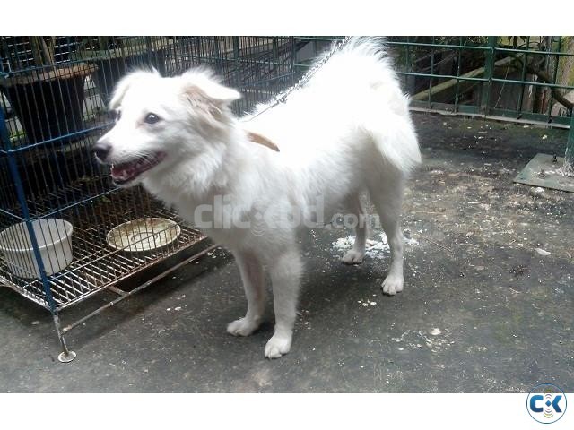 DOG American Russian Spitz Puppy healthy active and vacnised large image 0