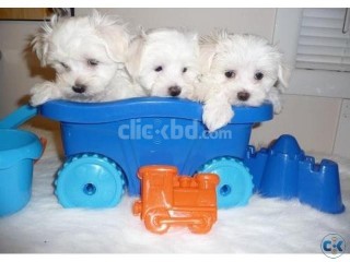 Excellent Teacup Maltese Puppies for Adoption