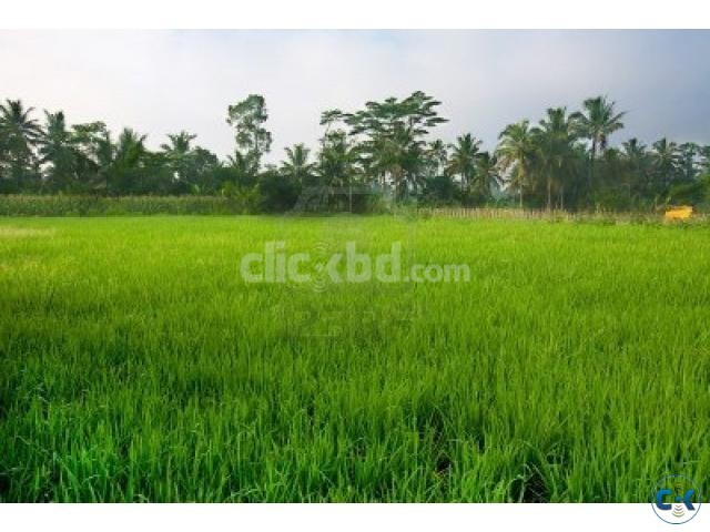 Paddy land for sale by owner. large image 0