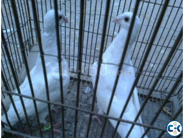 Pigeon White beauty homa big size--Neel porer 1 PAIR  large image 0