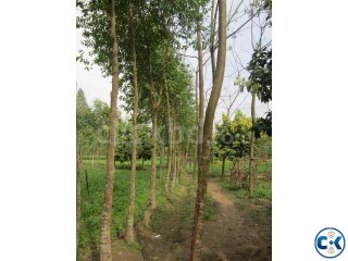 Agor Tree have 600pcs