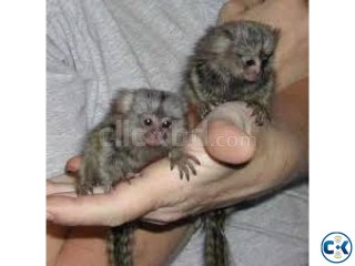 Baby Marmosets Monkeys for free adoption