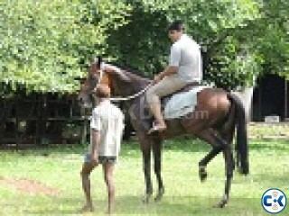 marwari horse 5year age