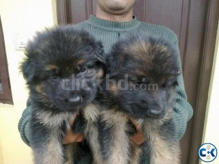 german shepherd for sell