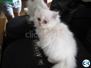 punched face persian cat for sell