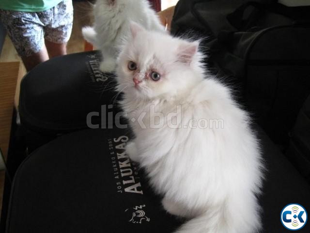 punched face persian cat for sell large image 0