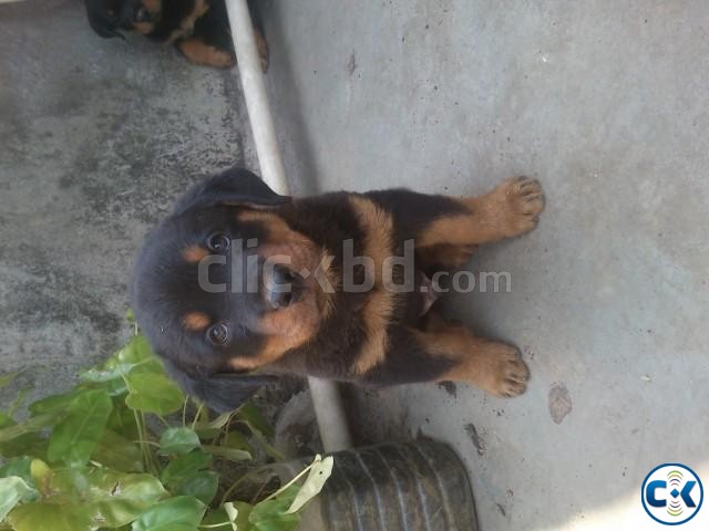 Rottweiler puppy male large image 0