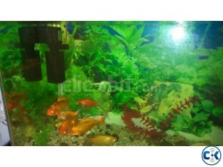 AQUARIUM FOR SELL