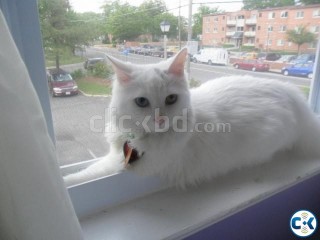 Turkish Angora Kitten