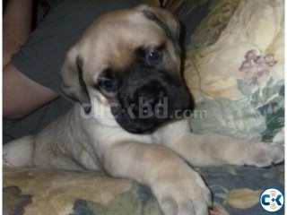 Bull Mastiff 2.5 Month Male Puppy