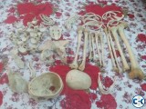 Human Bones For Medical Student