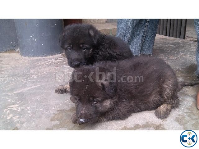 German Shepherd Puppy 100 pure breed long coated large image 0