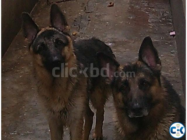 German Shepherd Puppy 100 pure breed long coated large image 0