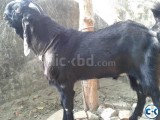 indian jamnpari male goat