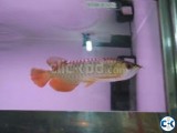 Healthy and the most colorful Aquarium Arowana Fishes For Sa