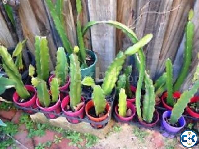 DRAGON FRUIT PLANTS large image 0