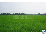 39 Decimal Land in Narshingdi