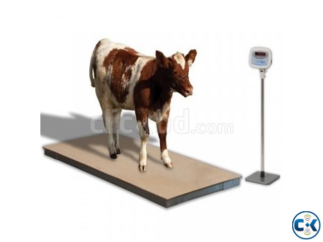 Digital Animal Weighting Scale large image 0