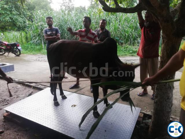 গরু মাপার স্কেল cow weight scale large image 0