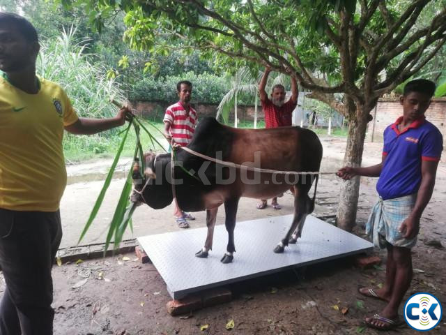 গরু মাপার স্কেল cow weight scale large image 1