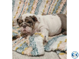 English bulldog Puppies For Adoption