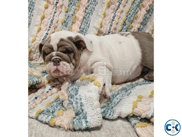 English bulldog Puppies For Adoption large image 0