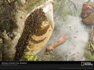 Sundarban Honey