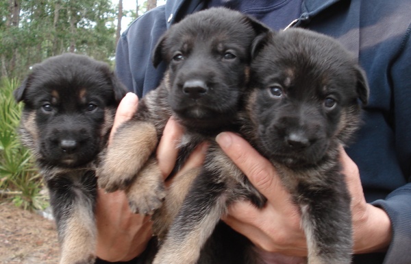 Need a German Shepherd Puppy large image 0