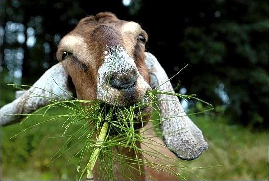 FARM GOAT large image 0