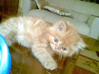 brown persian kitten