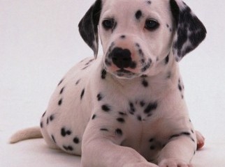 Oriinal Dalmation Dog.. 4months old