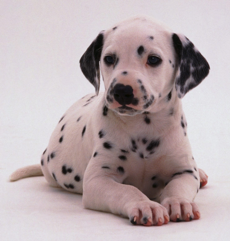 Oriinal Dalmation Dog.. 4months old large image 0