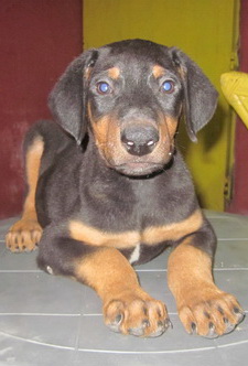 Doberman puppy for sell 016 77078756 large image 0