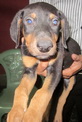 Doberman puppy for sell 016 77078756 large image 1