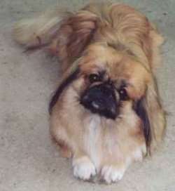 Pekingese Carpet Dog large image 0