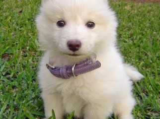 Samoyed Dog