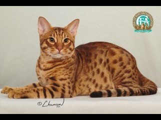 OCICAT