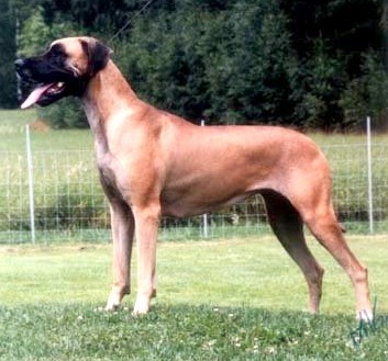 Great Dane Dog PLZ Contact 01675204741  large image 0