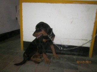 ROTTWEILER PUPPY 01677078756